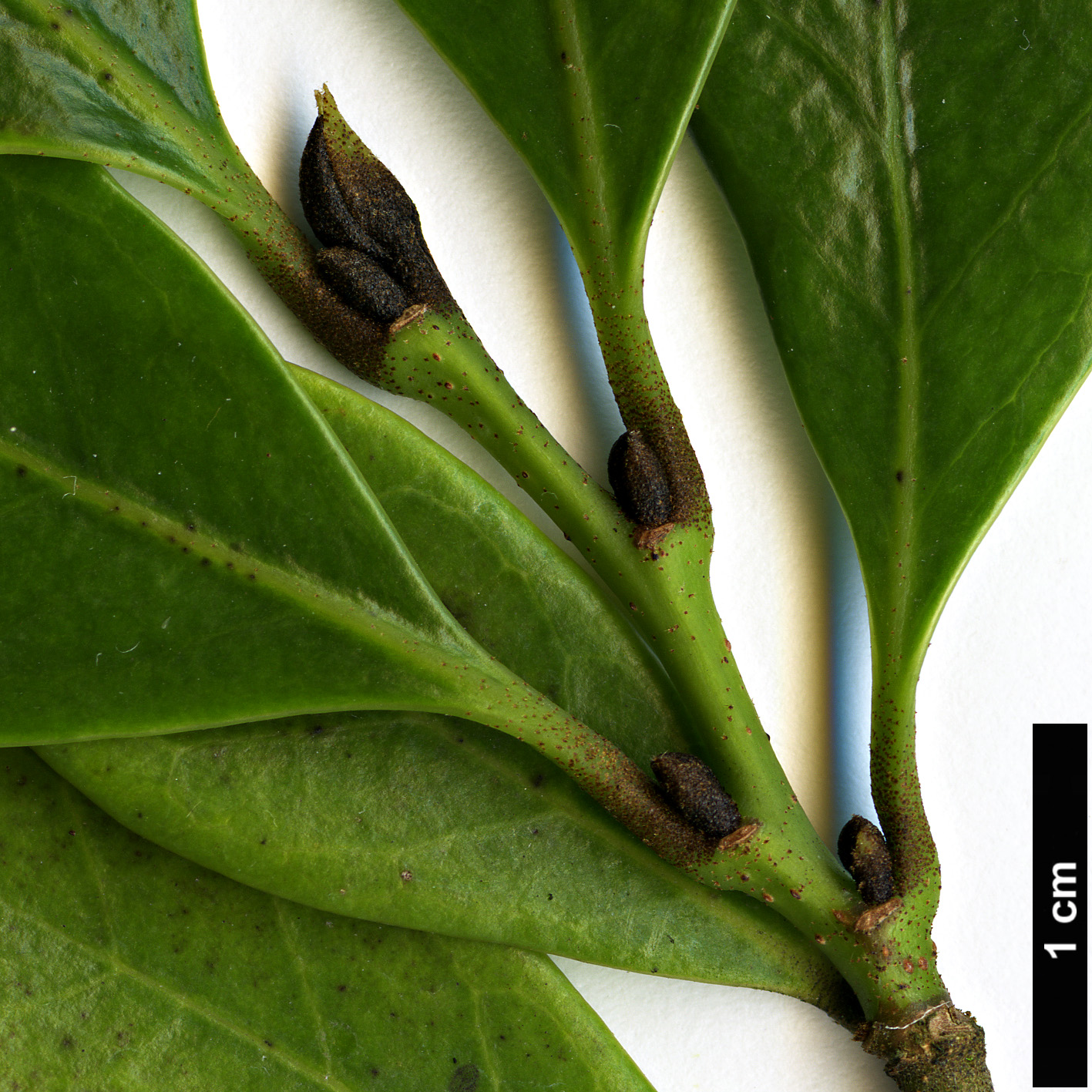 High resolution image: Family: Hamamelidaceae - Genus: Distylium - Taxon: racemosum
